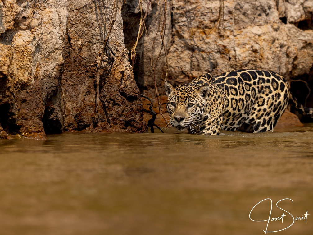 Jaguar in the water