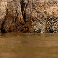 Jaguar in the water