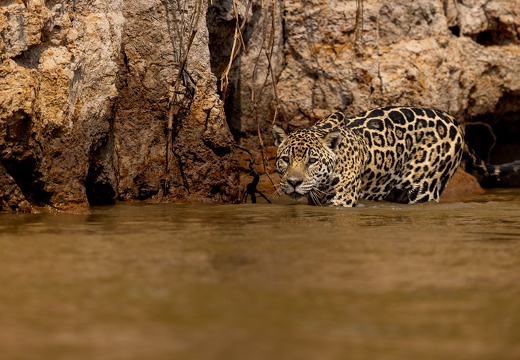 Jaguar in the water