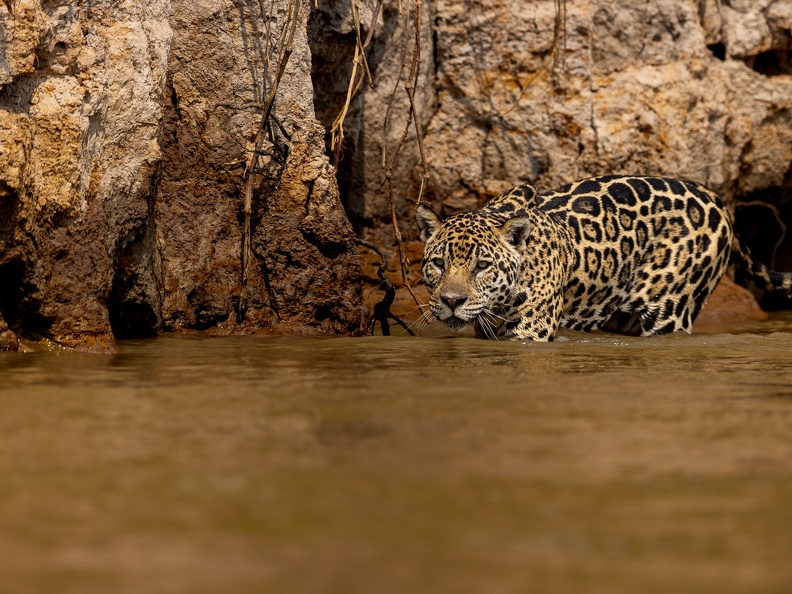 Jaguar in the water