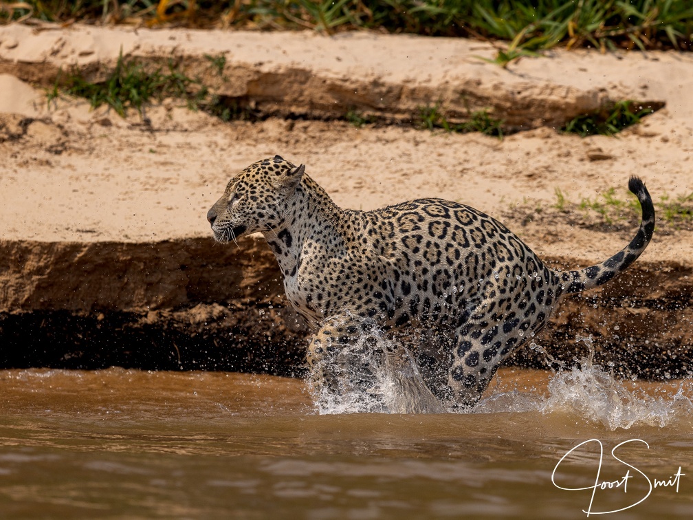 Jaguar running in the water