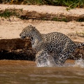 Jaguar running in the water