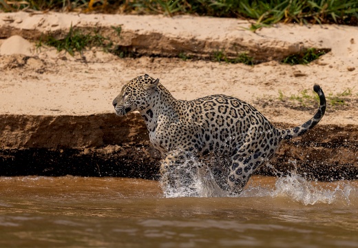 Jaguar running in the water