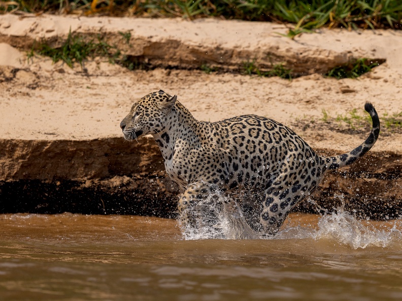 Jaguar running in the water