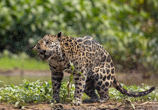 Jaguar shaking water off 2