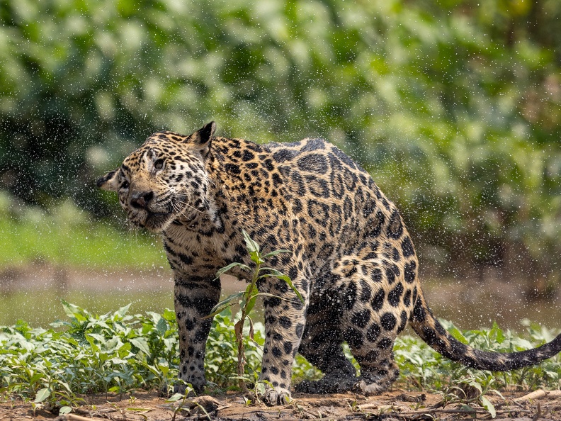 Jaguar shaking water off 2