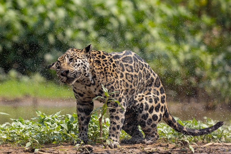 Jaguar shaking water off 2.jpg