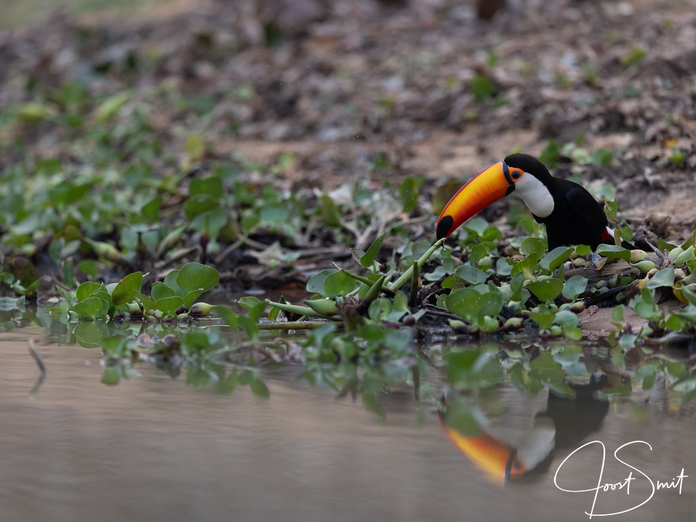 Toco toucan near the water