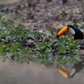 Toco toucan near the water