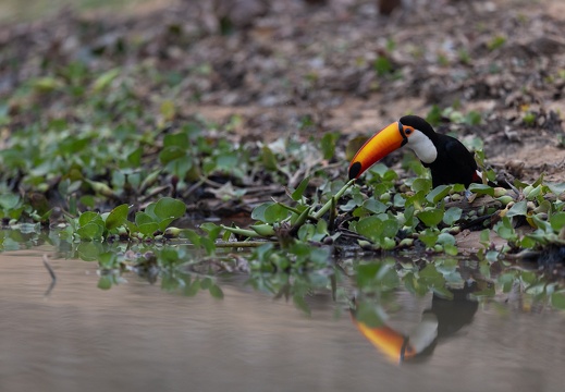 Toco toucan near the water