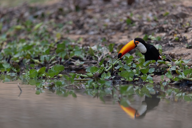 Toco toucan near the water.jpg