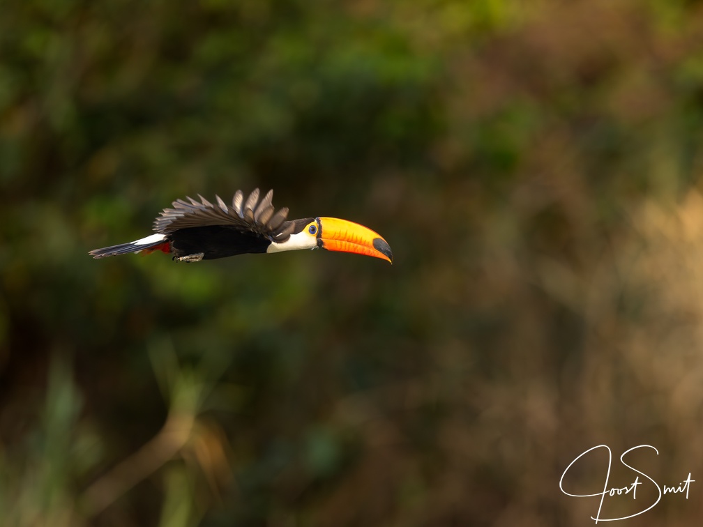 Toco Toucan in flight