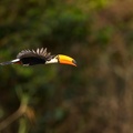 Toco Toucan in flight