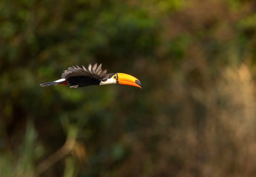 Toco Toucan in flight