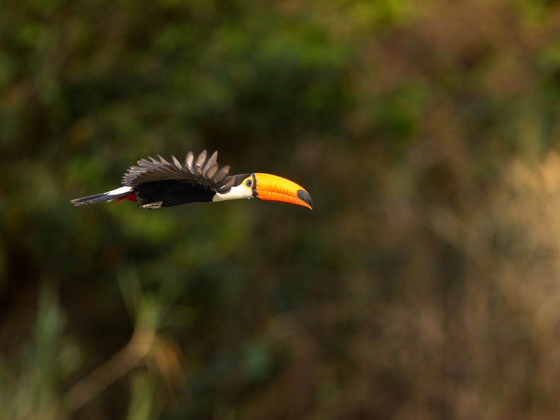 Toco Toucan in flight