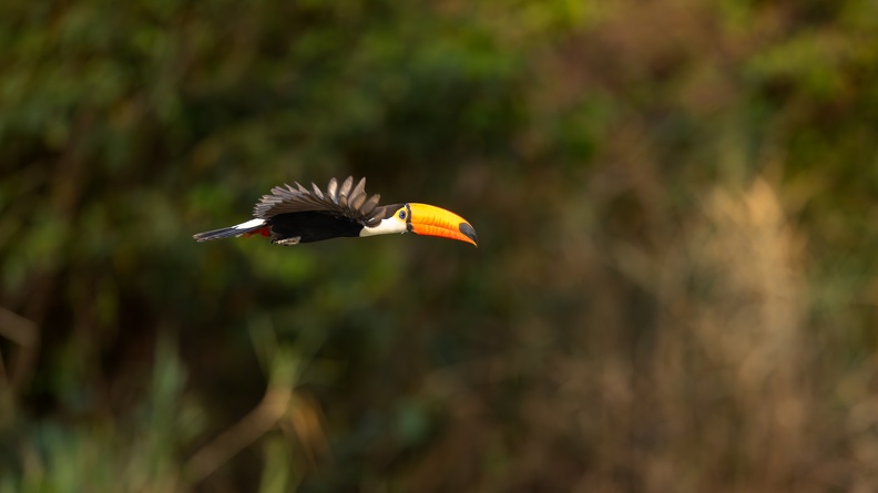 Toco Toucan in flight.jpg