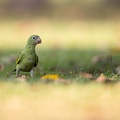 Yellow-chevroned Parakeet in the grass