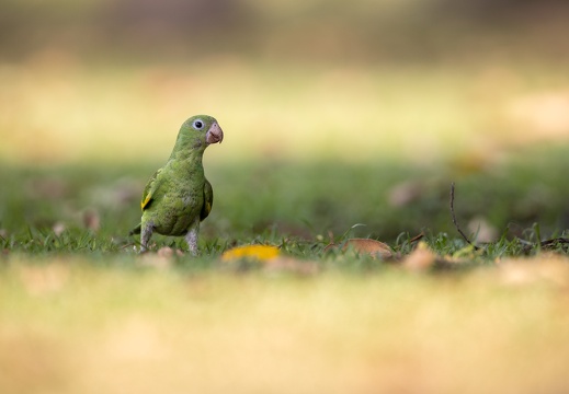 Yellow-chevroned Parakeet in the grass