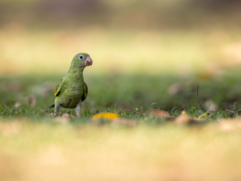 Yellow-chevroned Parakeet in the grass