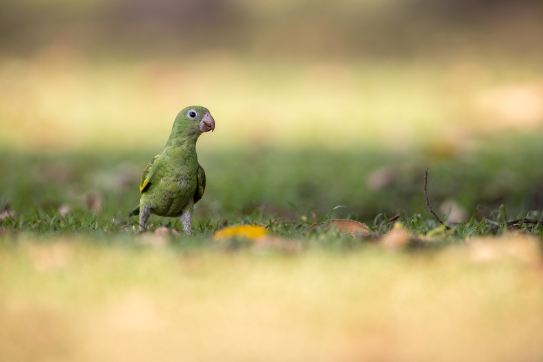 Yellow-chevroned Parakeet in the grass.jpg