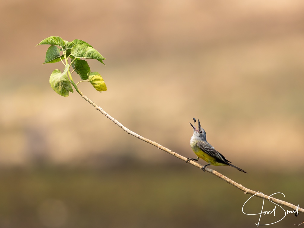 Tropical kingbird with Catch of the Day