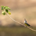 Tropical kingbird with Catch of the Day