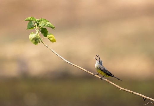 Tropical kingbird with Catch of the Day