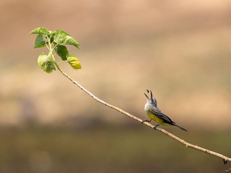 Tropical kingbird with Catch of the Day