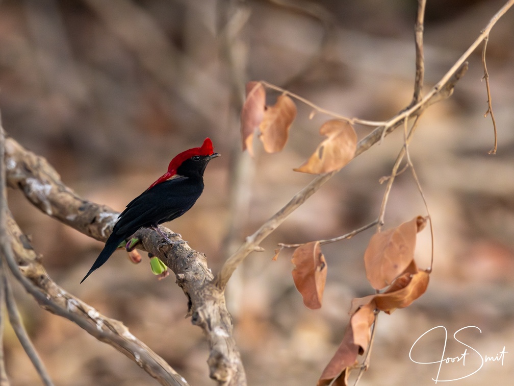 Helmeted manakin