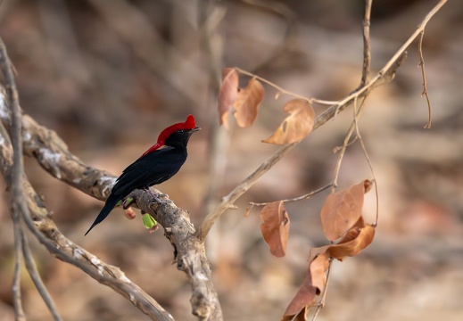 Helmeted manakin