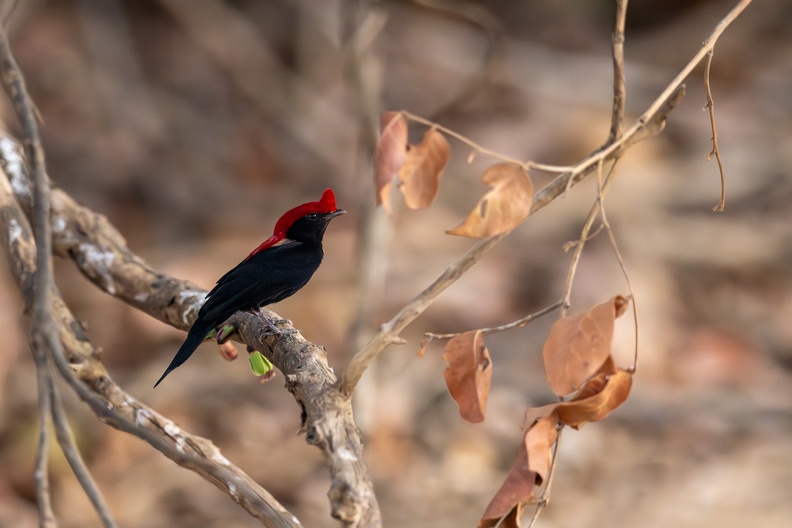 Helmeted manakin.jpg