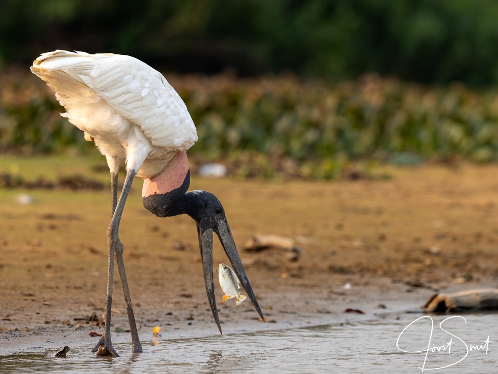 Jabiru catching a fish