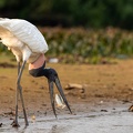 Jabiru catching a fish