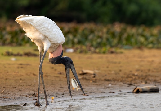 Jabiru catching a fish