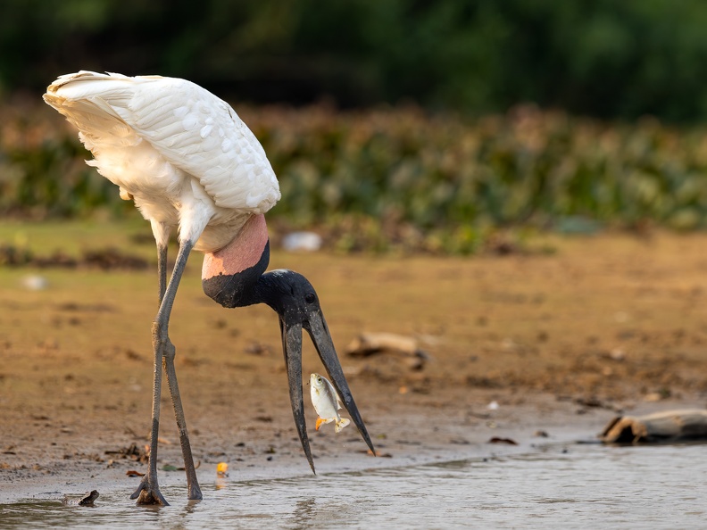 Jabiru catching a fish