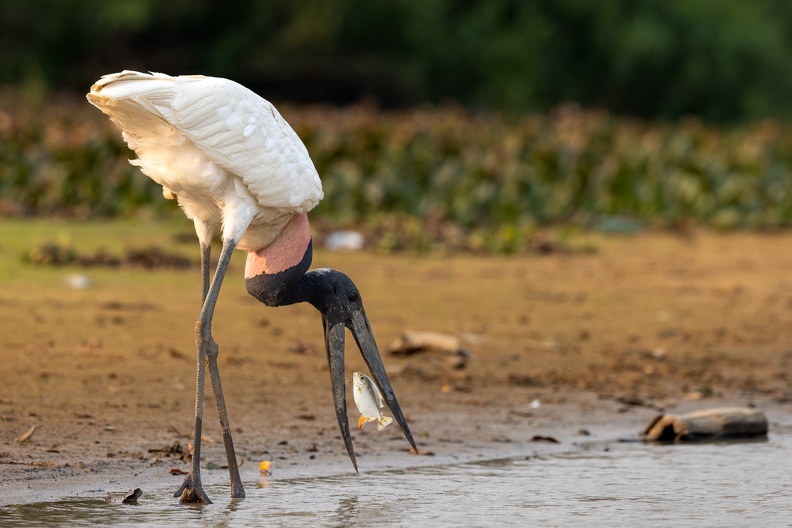 Jabiru catching a fish.jpg