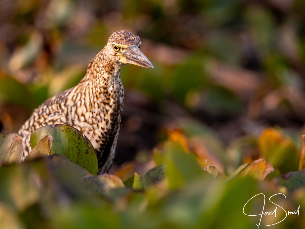 Juvenile Tiger heron