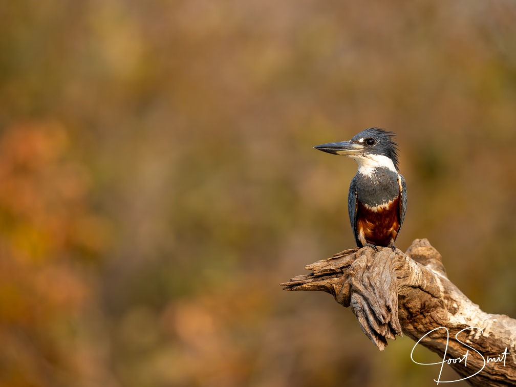 Ringed kingfisher on a perch