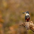 Ringed kingfisher on a perch