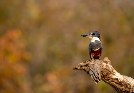 Ringed kingfisher on a perch