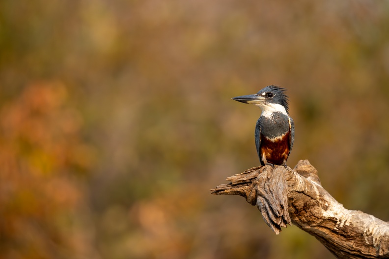 Ringed kingfisher on a perch.jpg