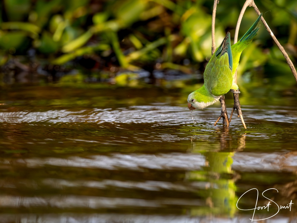 Monk parakeet drinking water