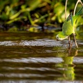 Monk parakeet drinking water