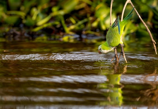 Monk parakeet drinking water