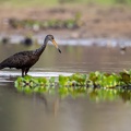 Limpkin