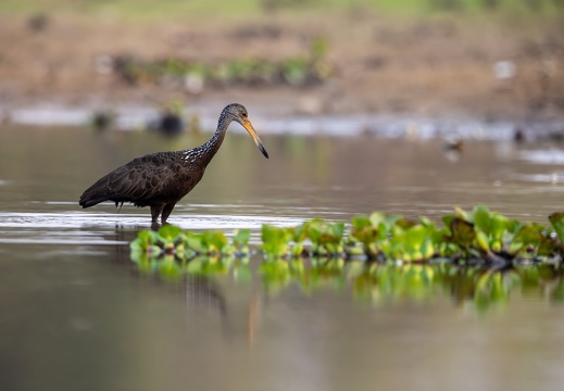 Limpkin