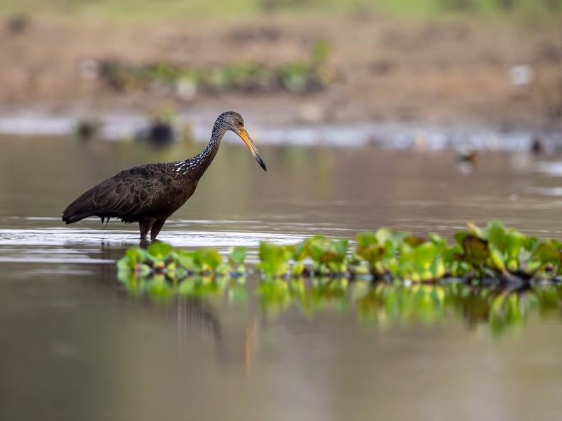 Limpkin