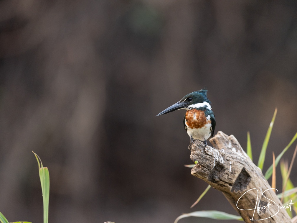 Ringed kingfisher