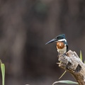 Ringed kingfisher