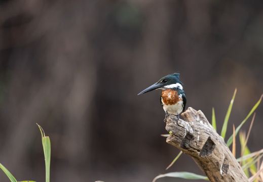 Ringed kingfisher